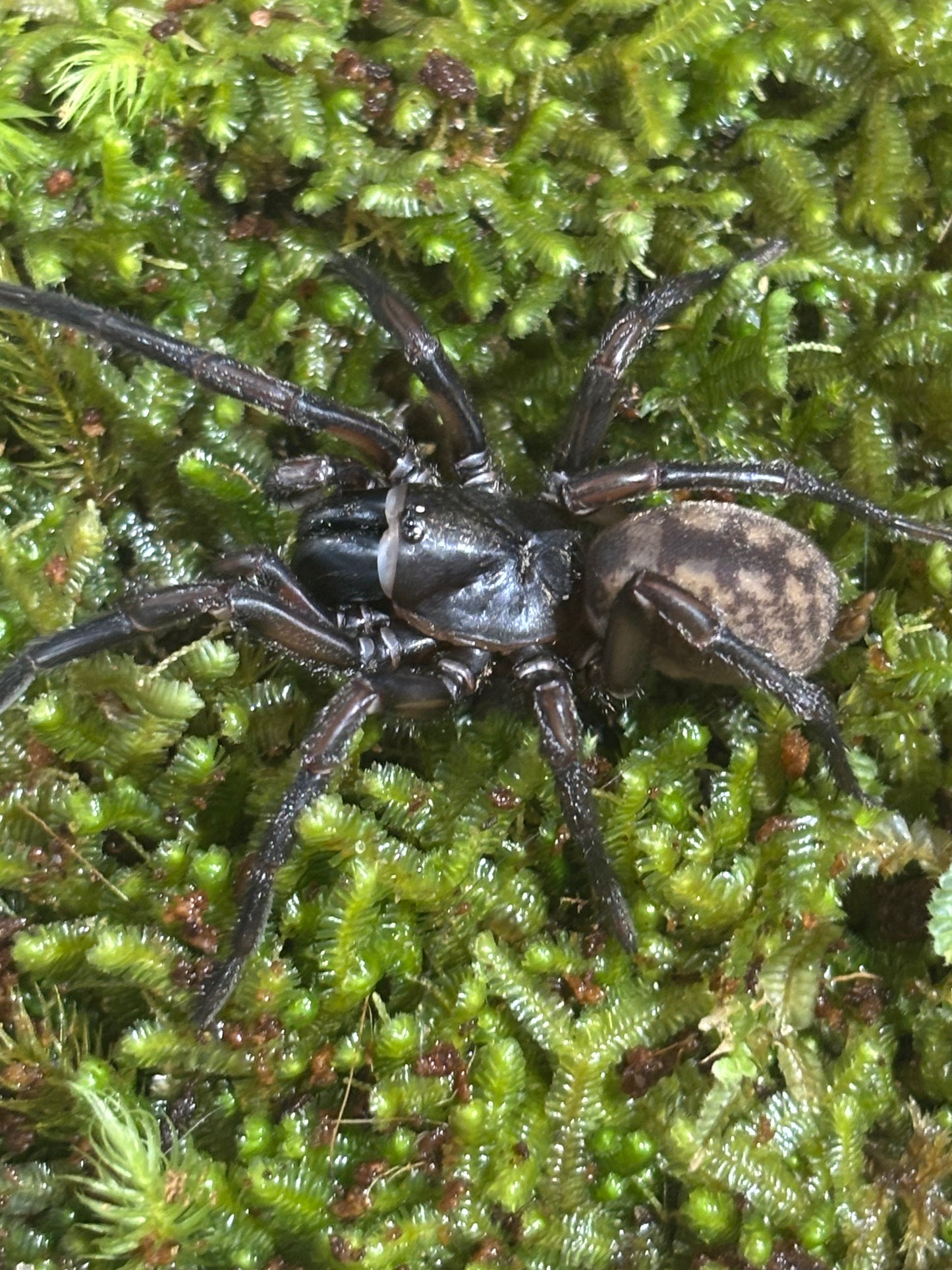 Stanwellia sp Berowra.