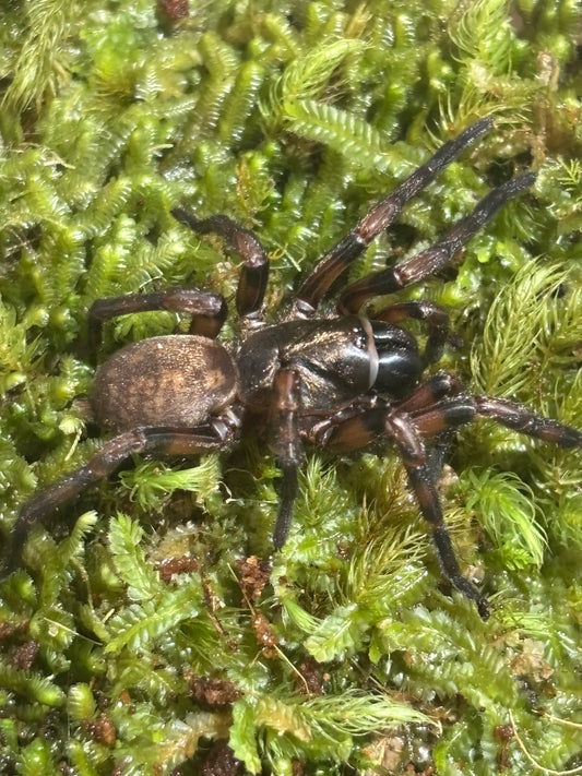 Stanwellia sp jilliby.