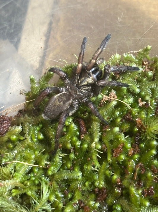 Arbanitis sp1 carrai.