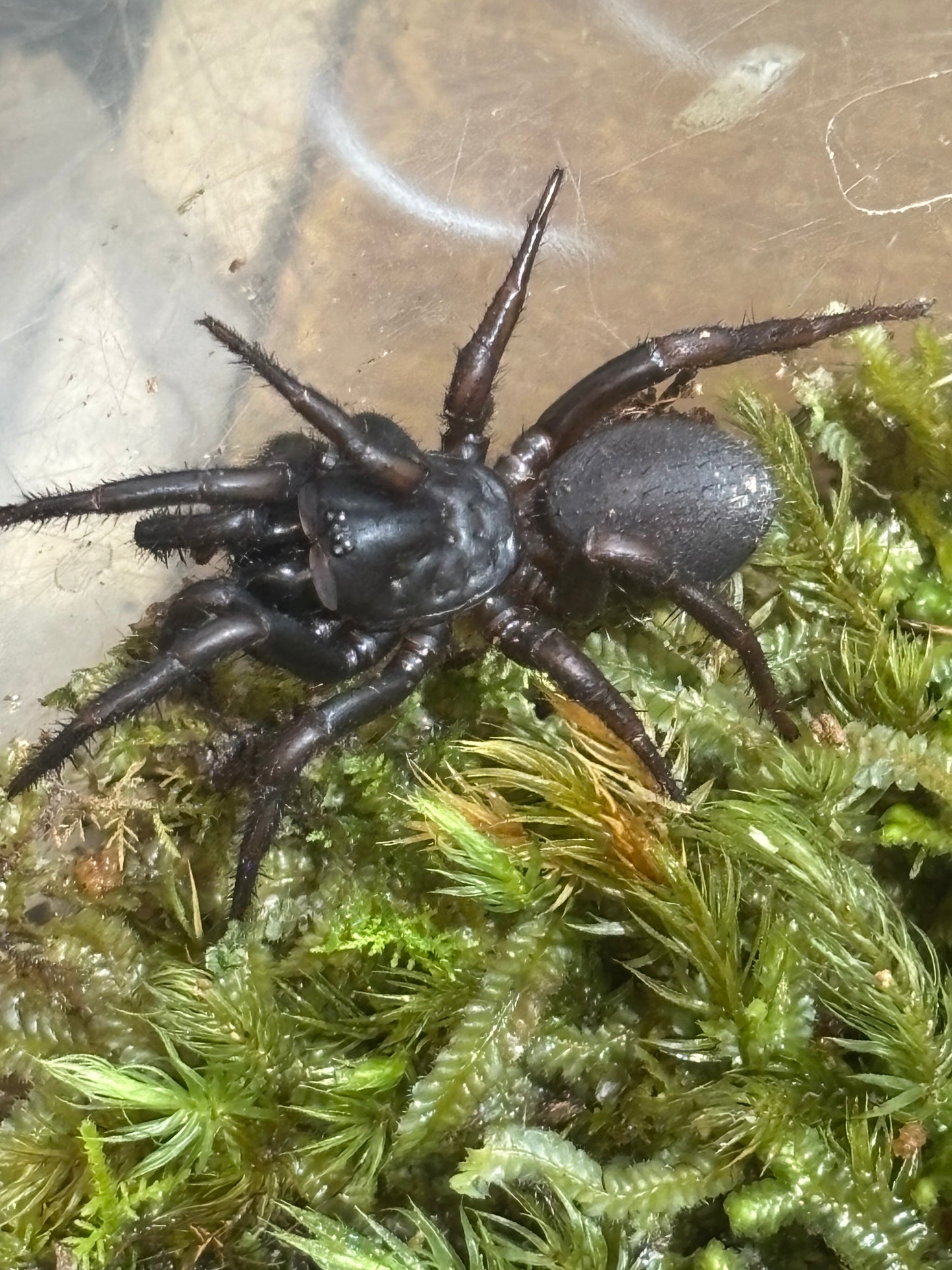 Cataxia sp Lakeland juvenile.