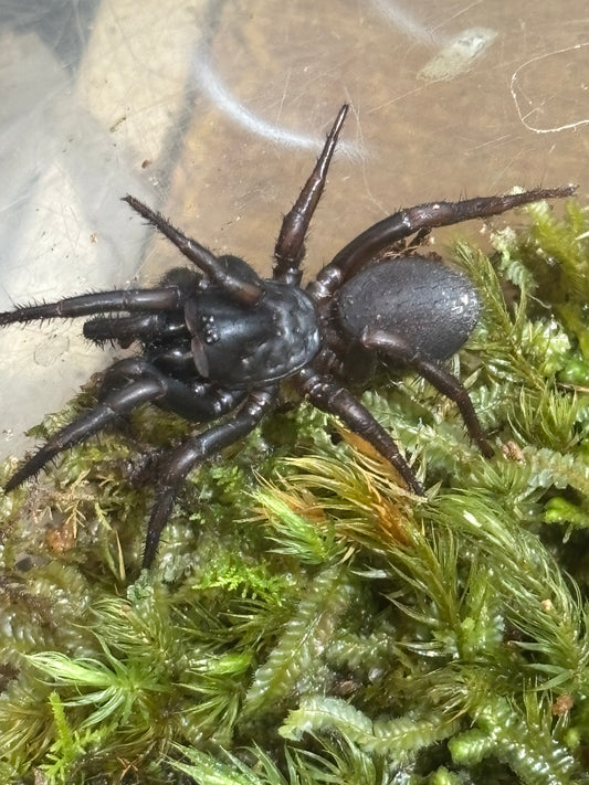 Cataxia sp Lakeland juvenile.