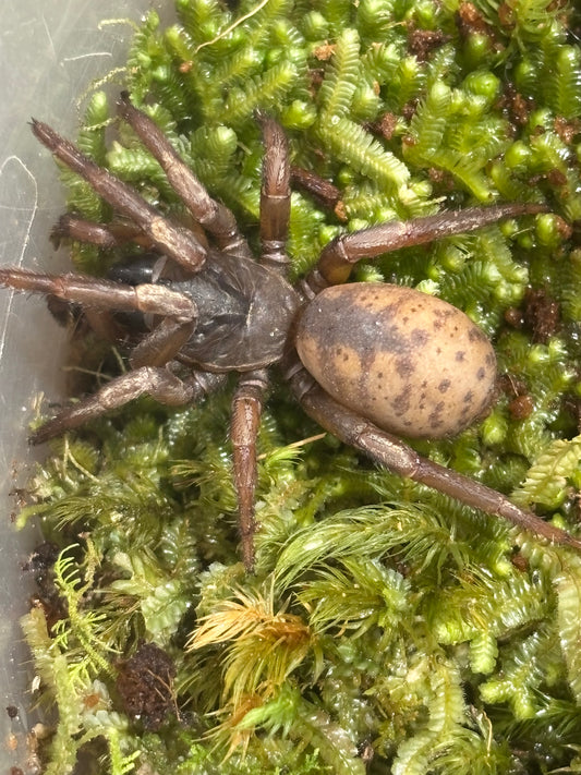 Drawbridge Arbanitis sp2 Barrington tops.
