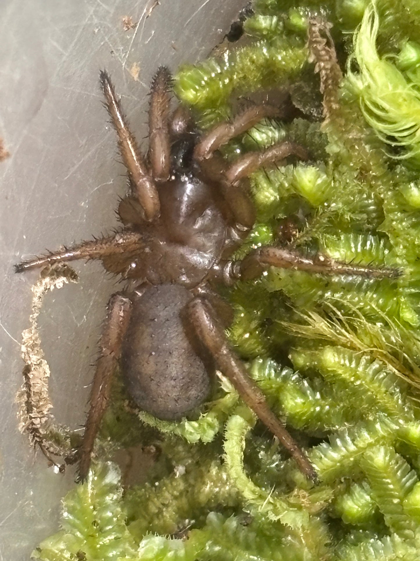 Juvenile cataxia sp Townsville.