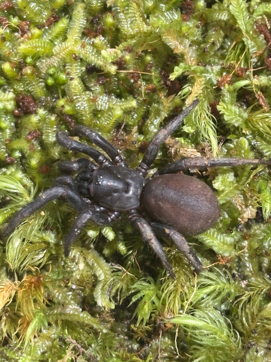 Cataxia sp Hervey Bay juvenile.
