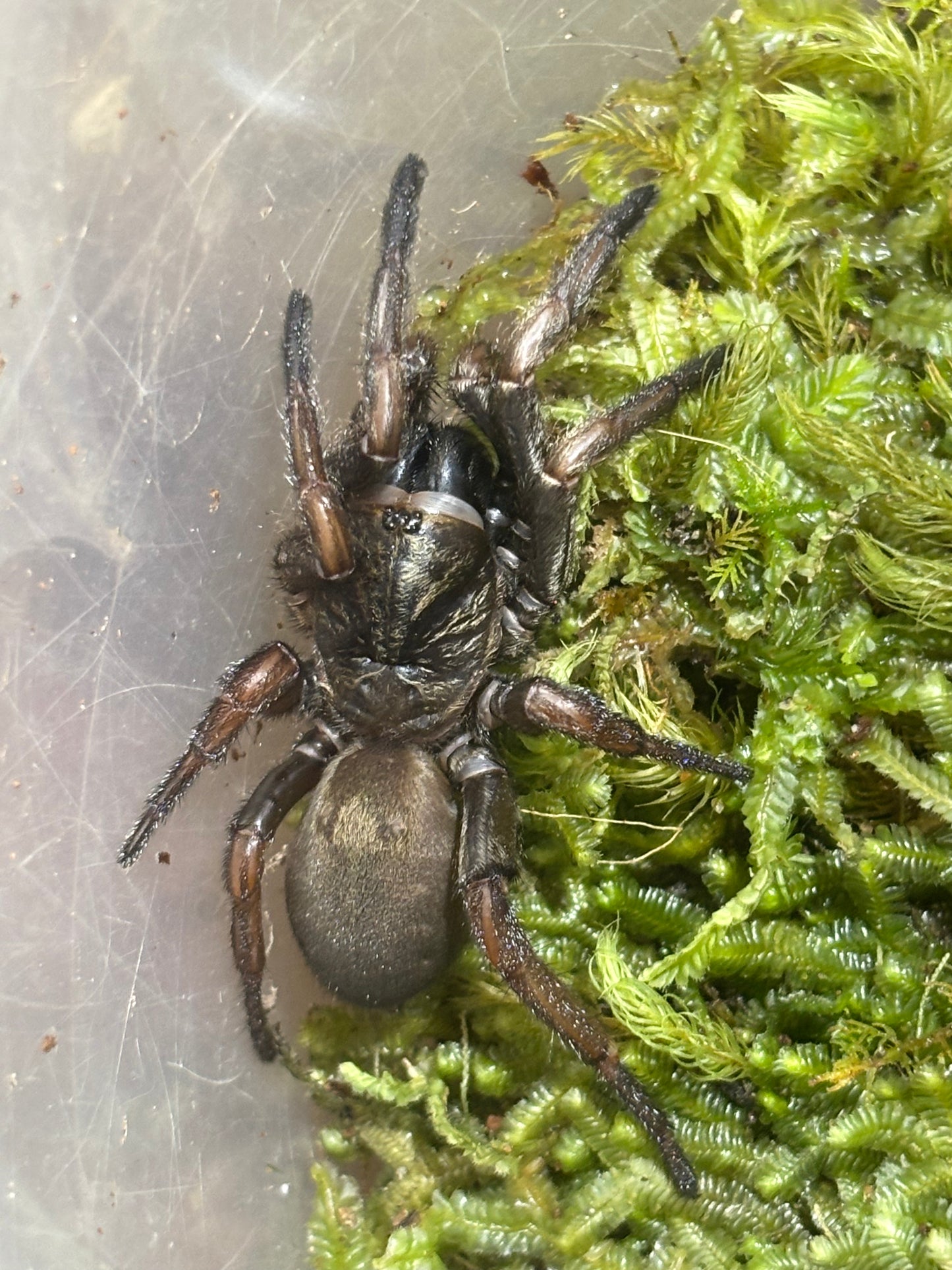 Arbanitis sp Newcastle.