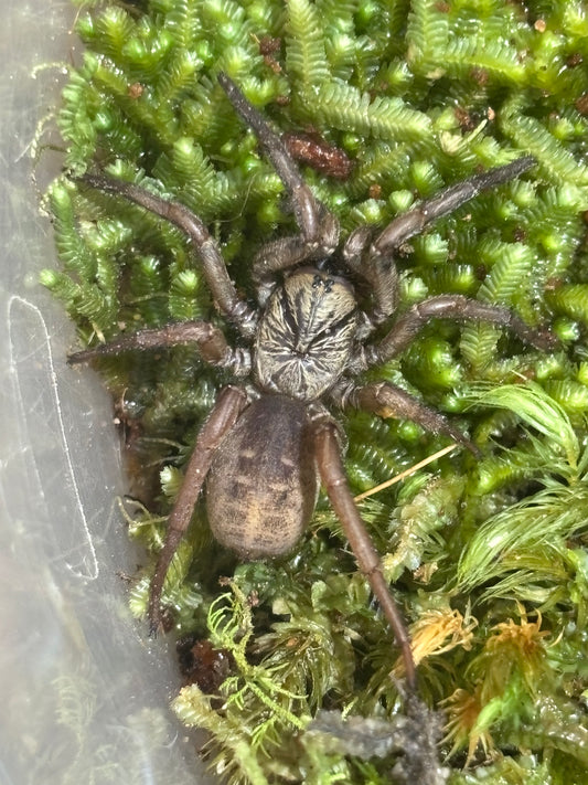 Arbanitis sp Kilcoy.