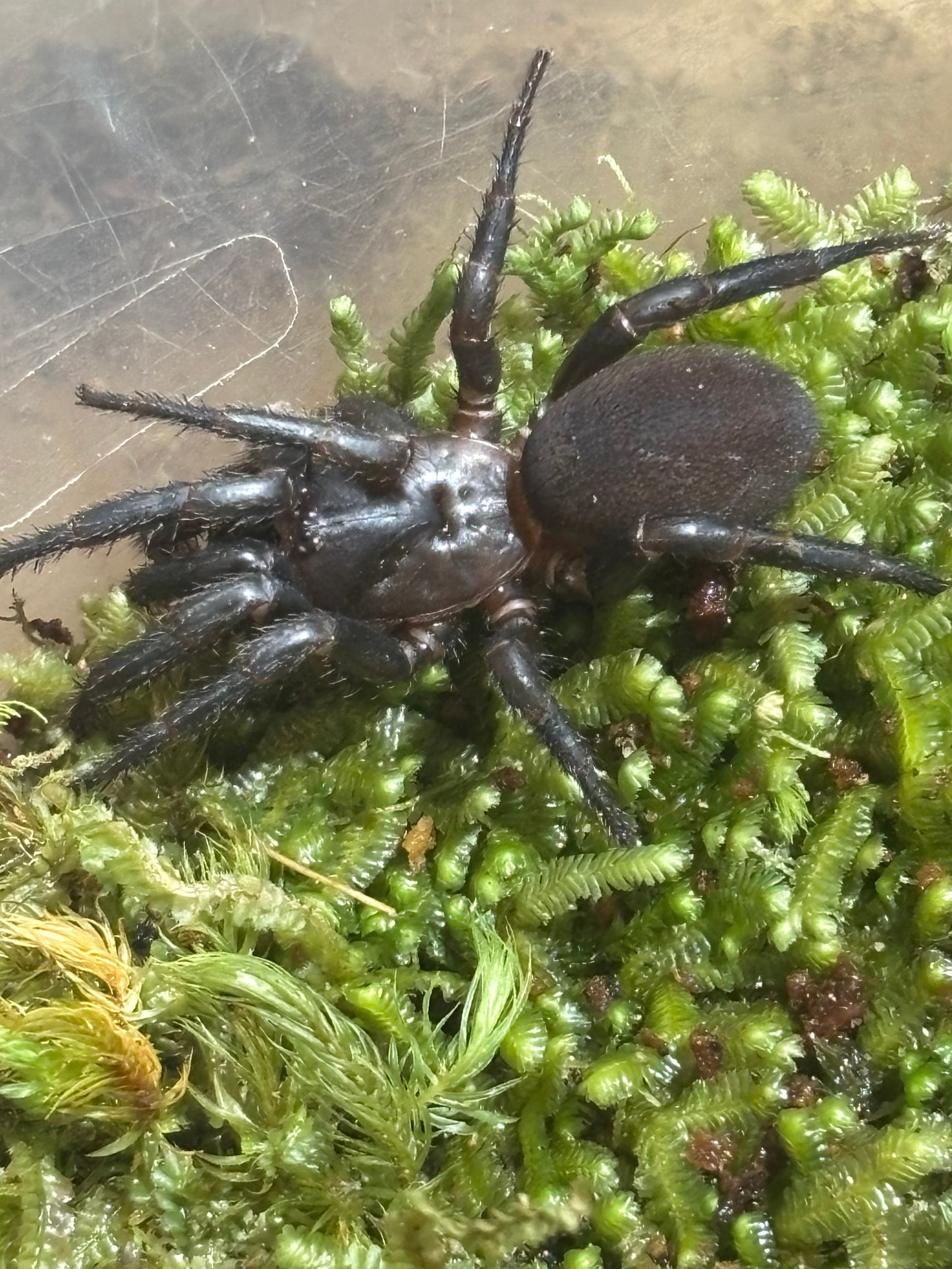Drawbridge cataxia Kilcoy.