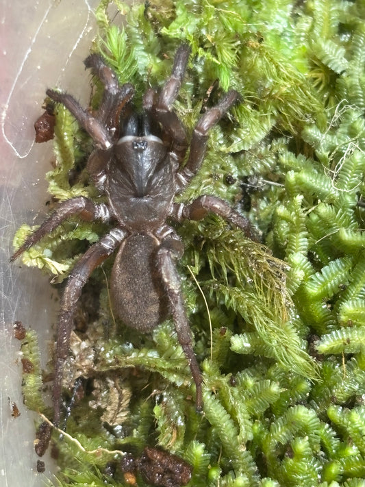 Arbanitis Coffs Harbour sp2 juvenile.