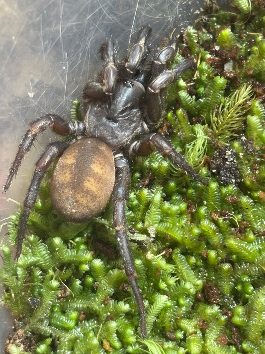 Arbantis sp2 Coffs Harbour.