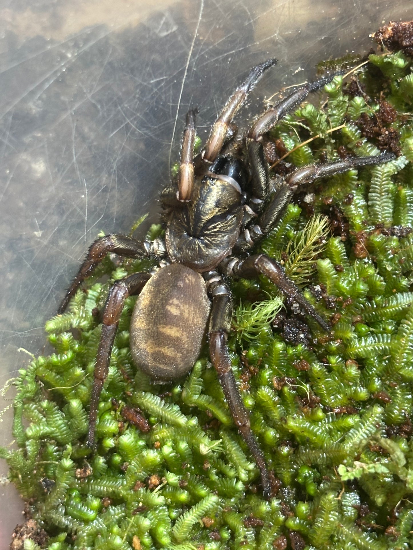 Arbanitis sp2 pine brush.