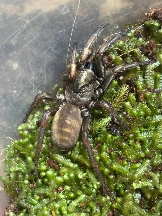 Arbanitis sp2 pine brush.