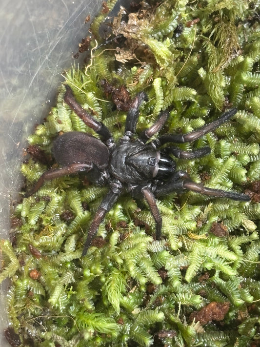 Arbanitis sp1 pine brush juvenile.