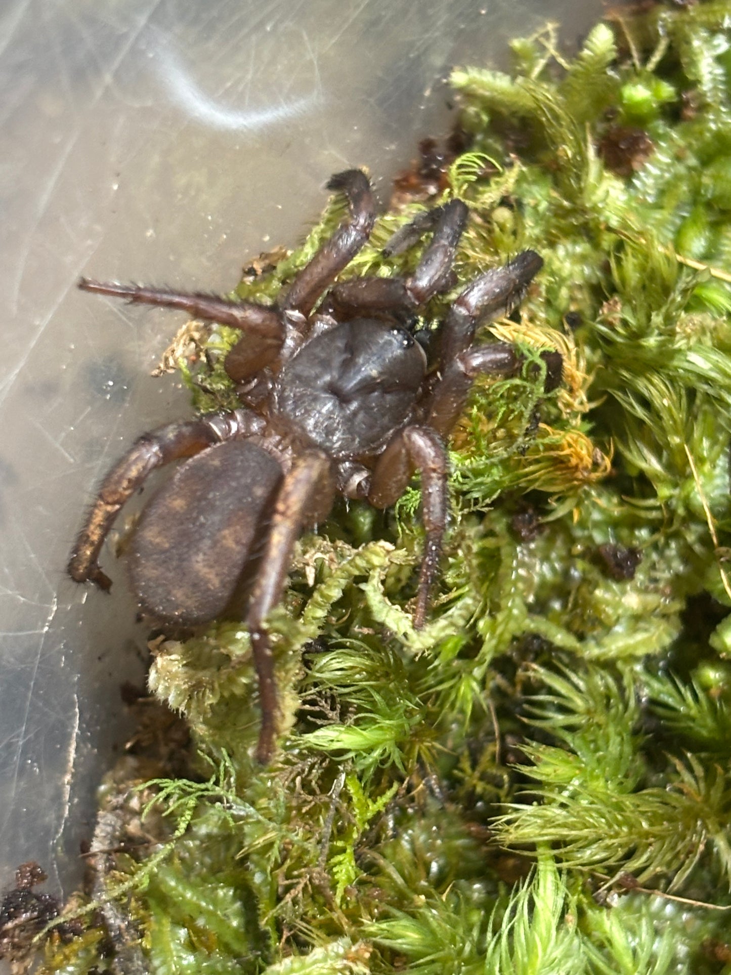 Arbanitis sp2 pine brush juvenile.