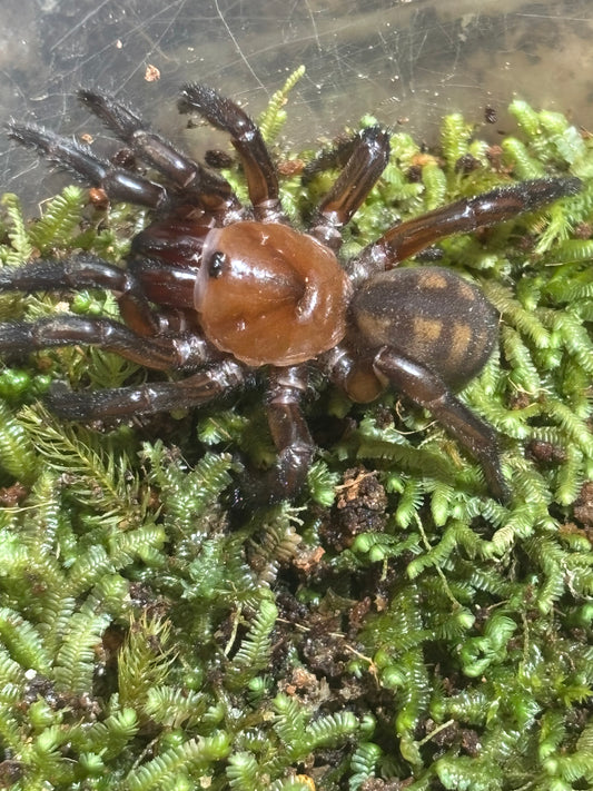 Euoplos similaris 50mm leg span.