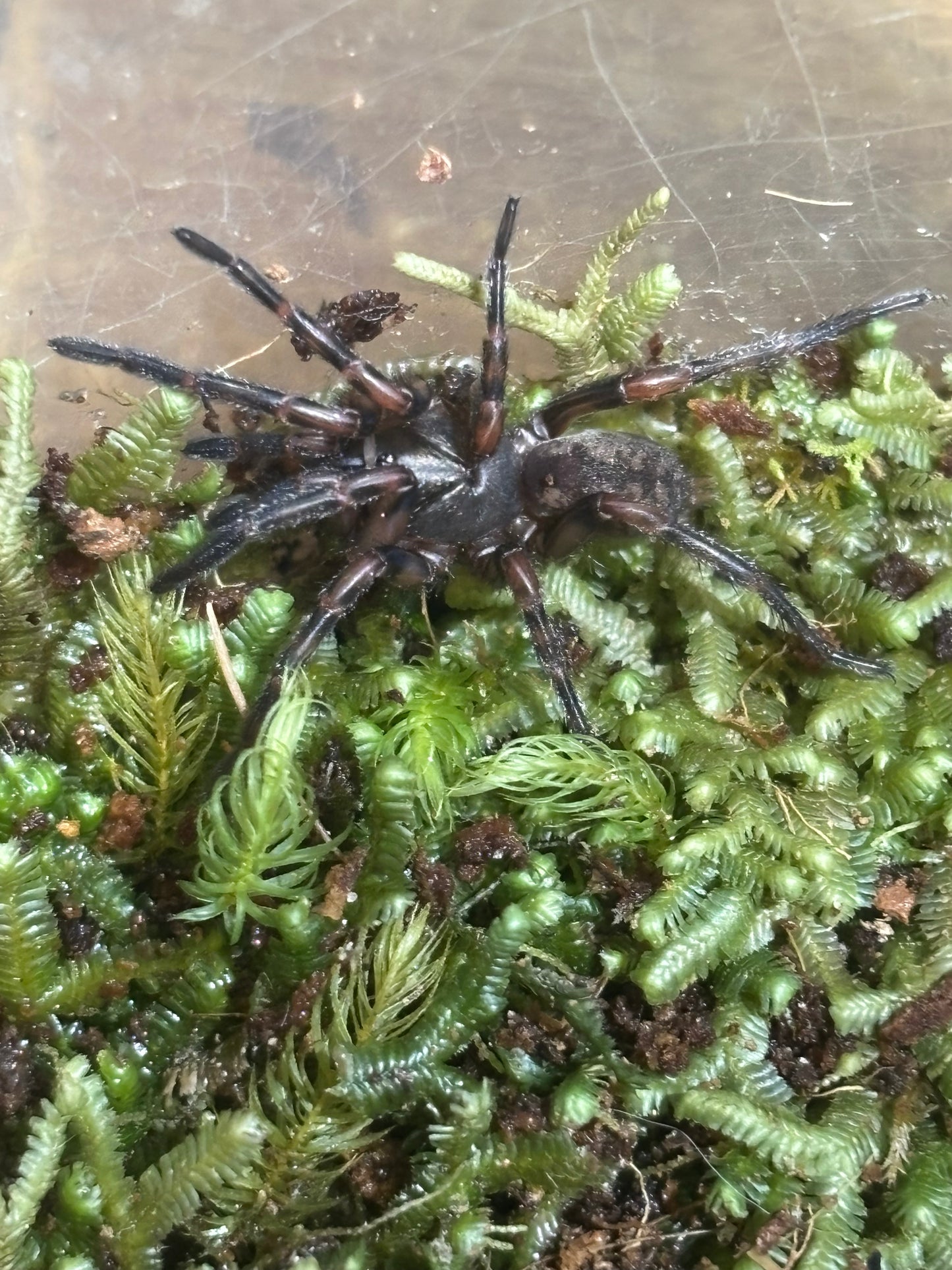 Stanwellia hoggi juvenile.