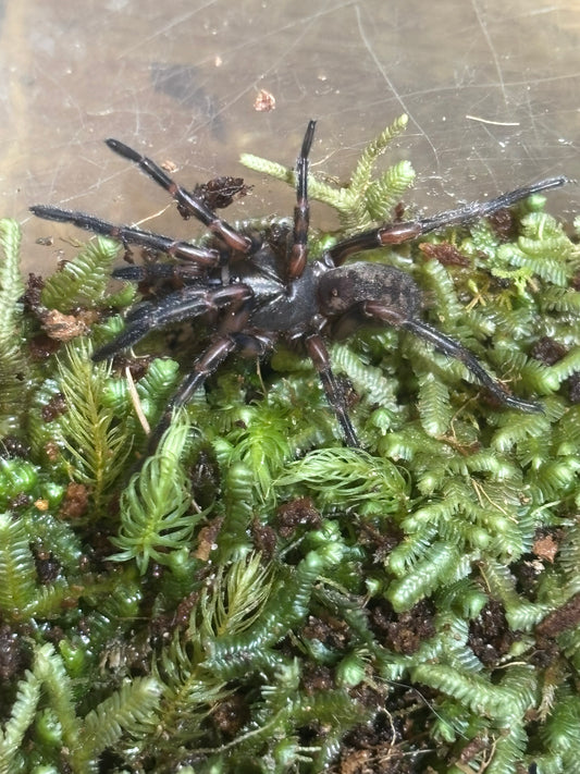 Stanwellia hoggi juvenile.