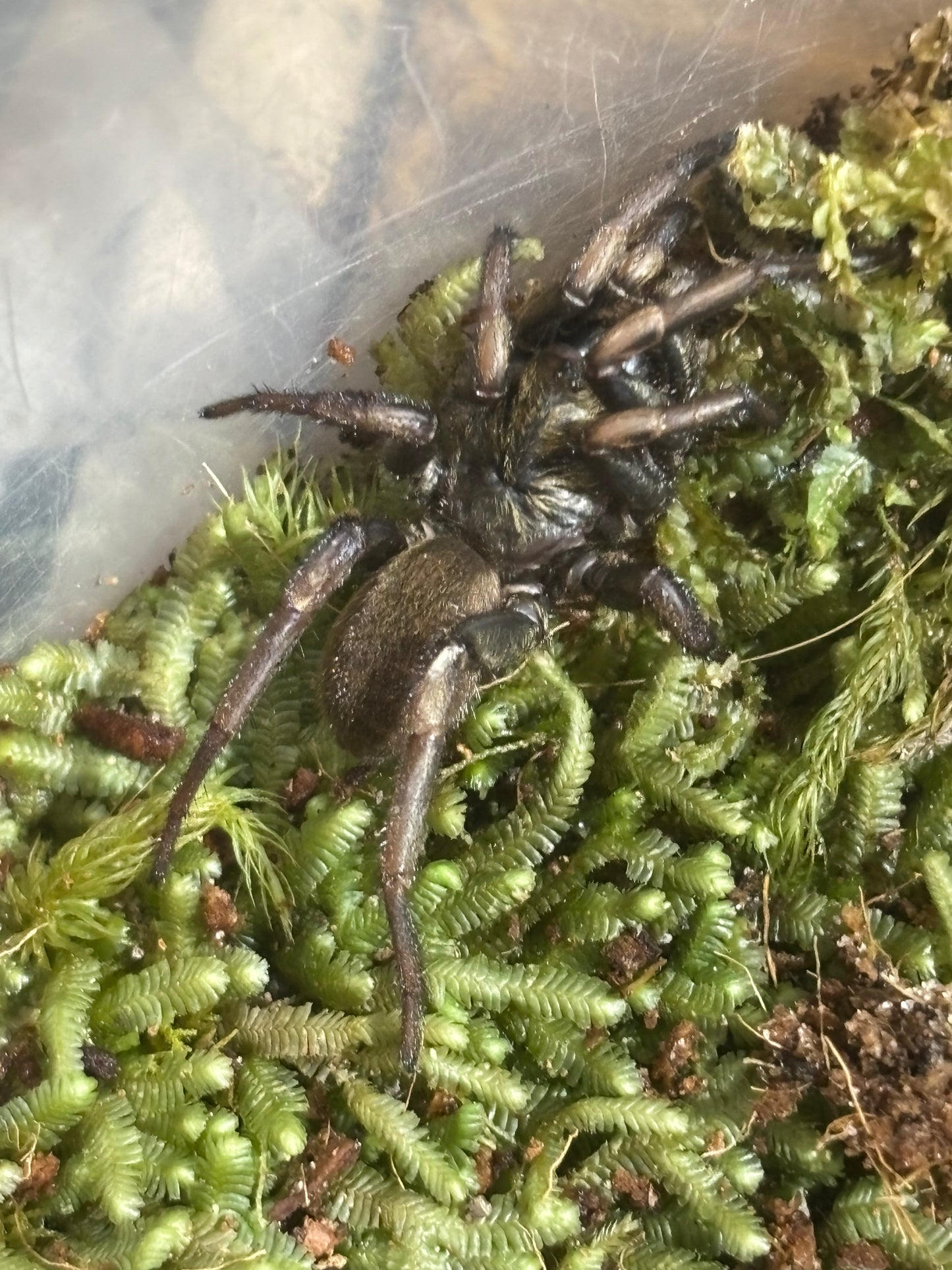 Arbanitis sandy creek.