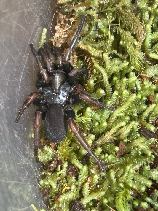 Arbanitis sp port Macquarie juvenile.