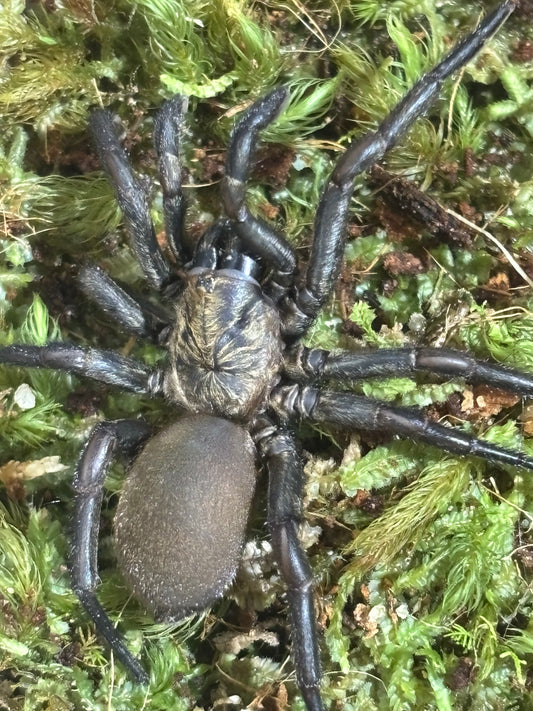 Arbanitis sp1 kroombit.