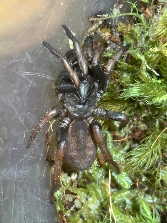 Arbanitis sp2 kroombit.