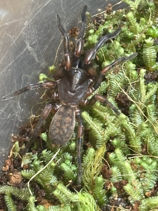 Stanwellia Penrose juvenile.