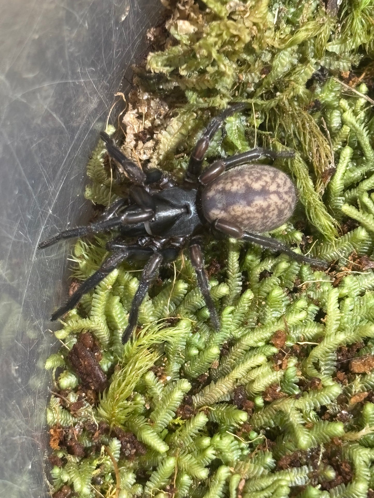 Stanwellia sp orange juvenile.