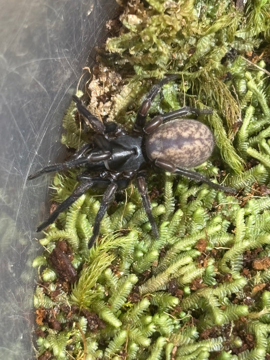 Stanwellia sp orange juvenile.