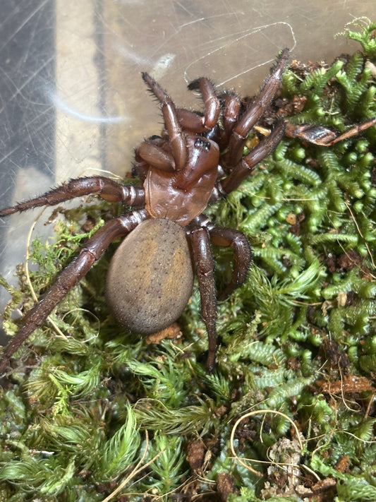 Cataxia sp Proserpine.