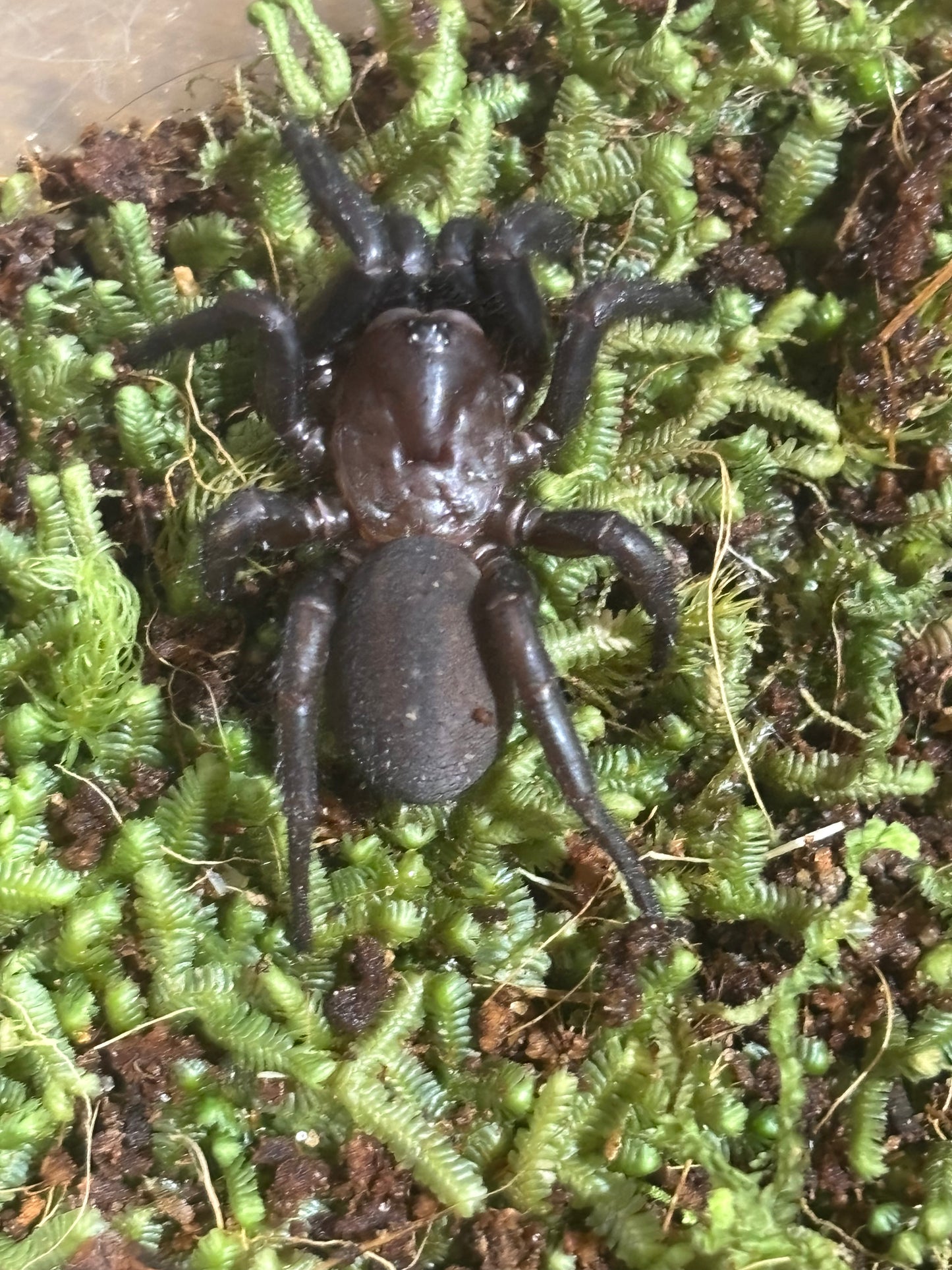 Cataxia sp sandy creek.