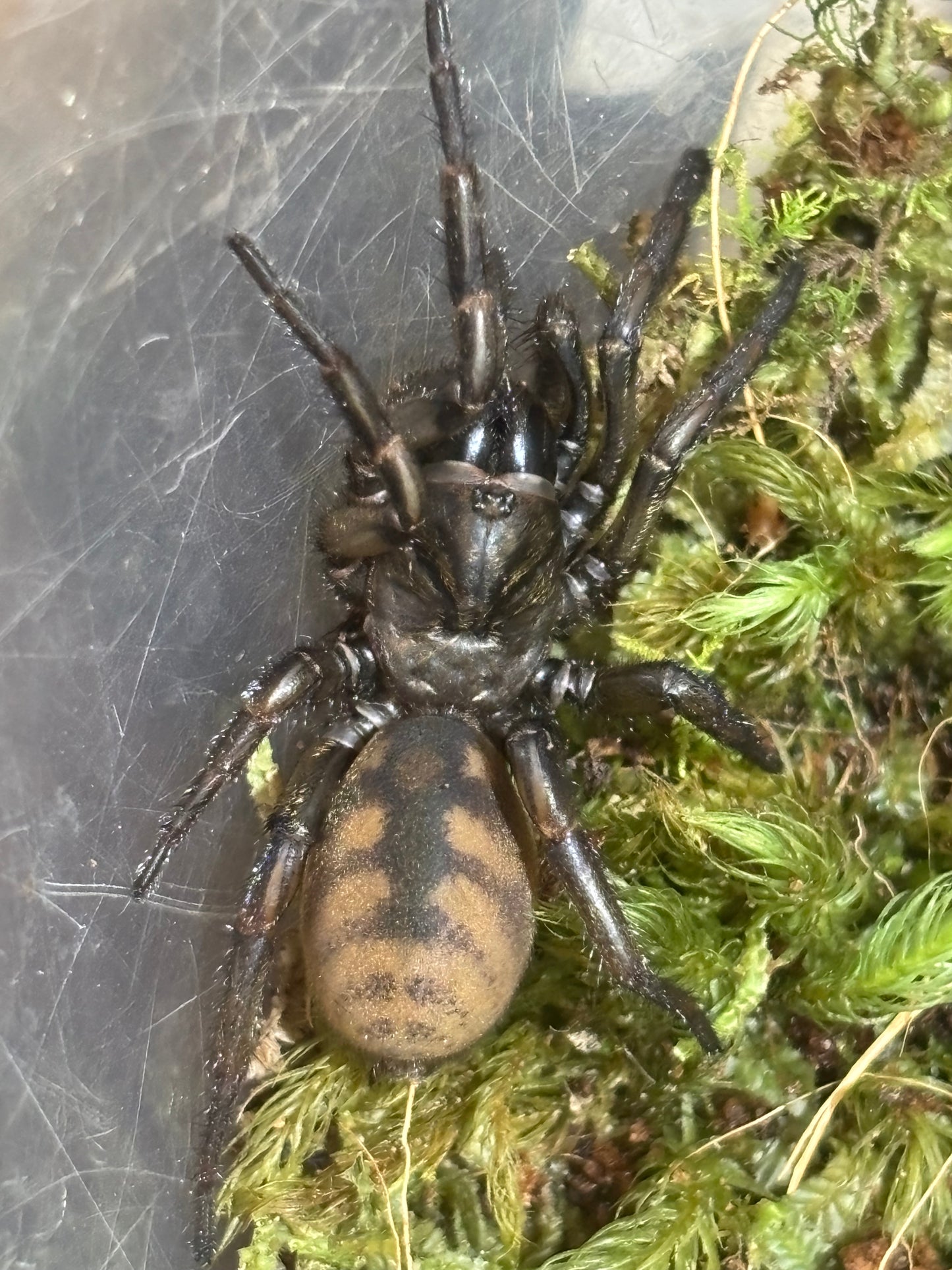 Tube building Arbanitis Kilcoy.