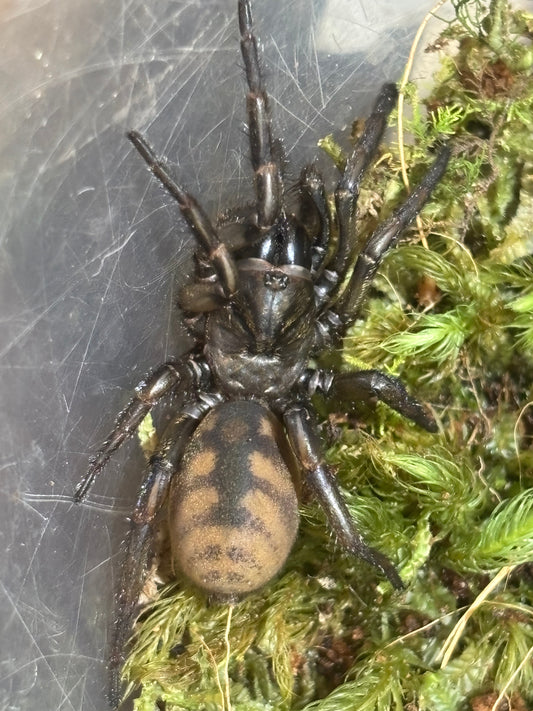Tube building Arbanitis Kilcoy.