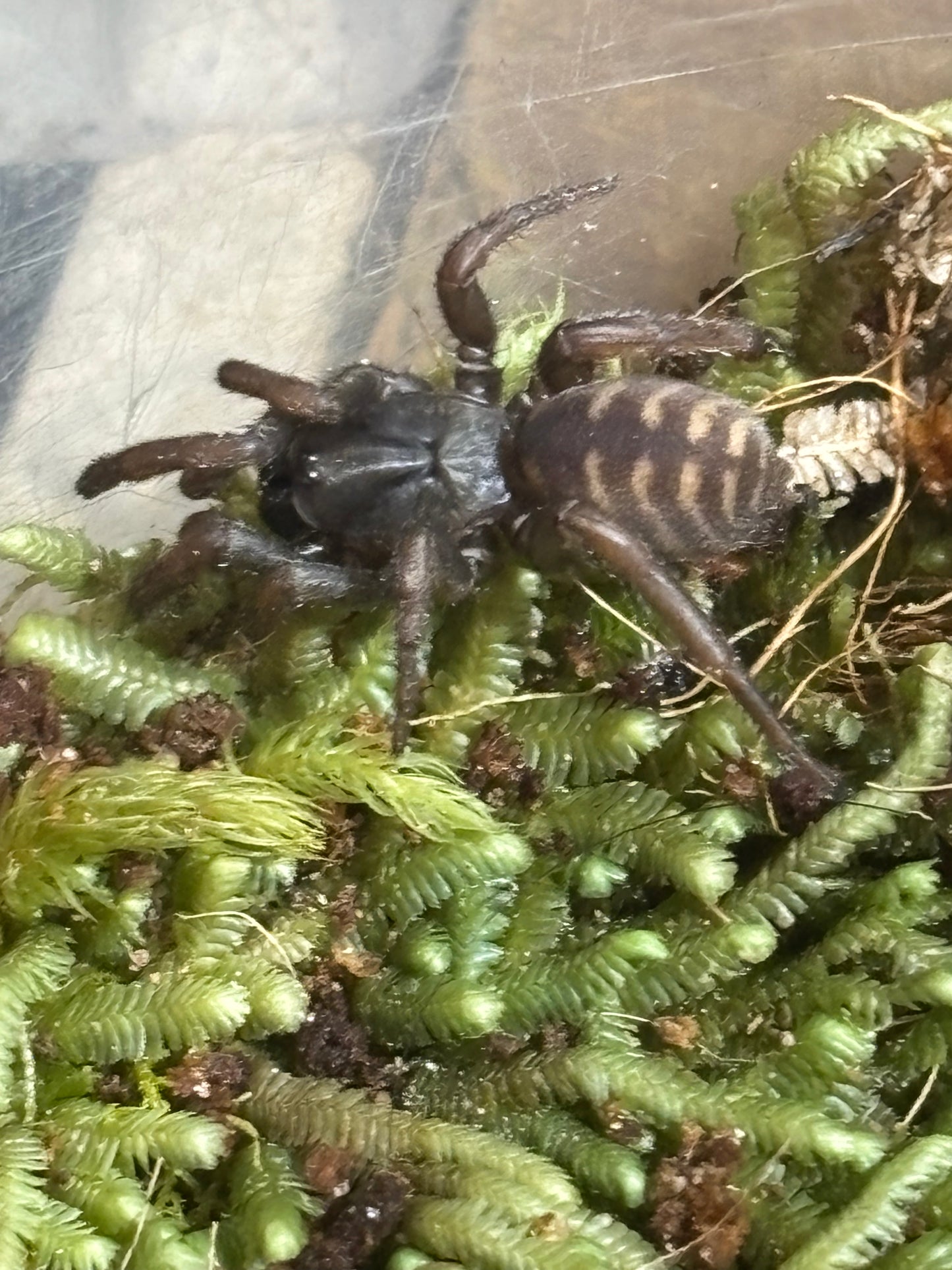 Little lid building Arbanitis port Macquarie.