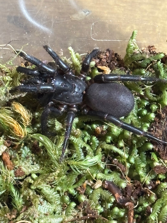 Cataxia sp pine brush.