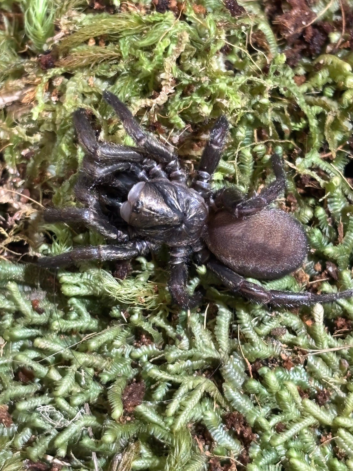 Arbanitis Styx river.