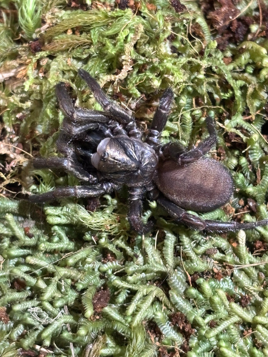 Arbanitis Styx river.