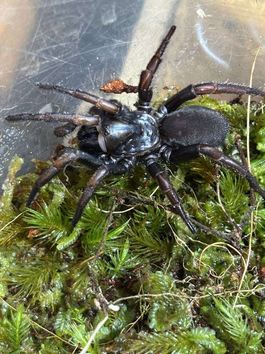 Arbanitis port Macquarie.