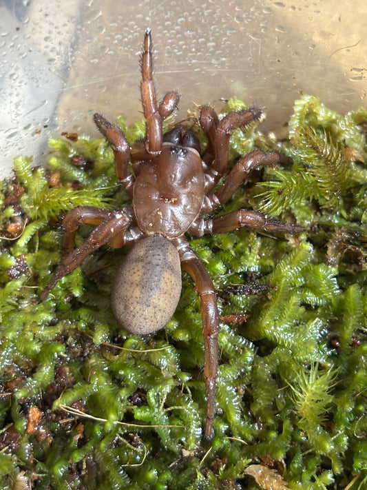 Cataxia sp Townsville.