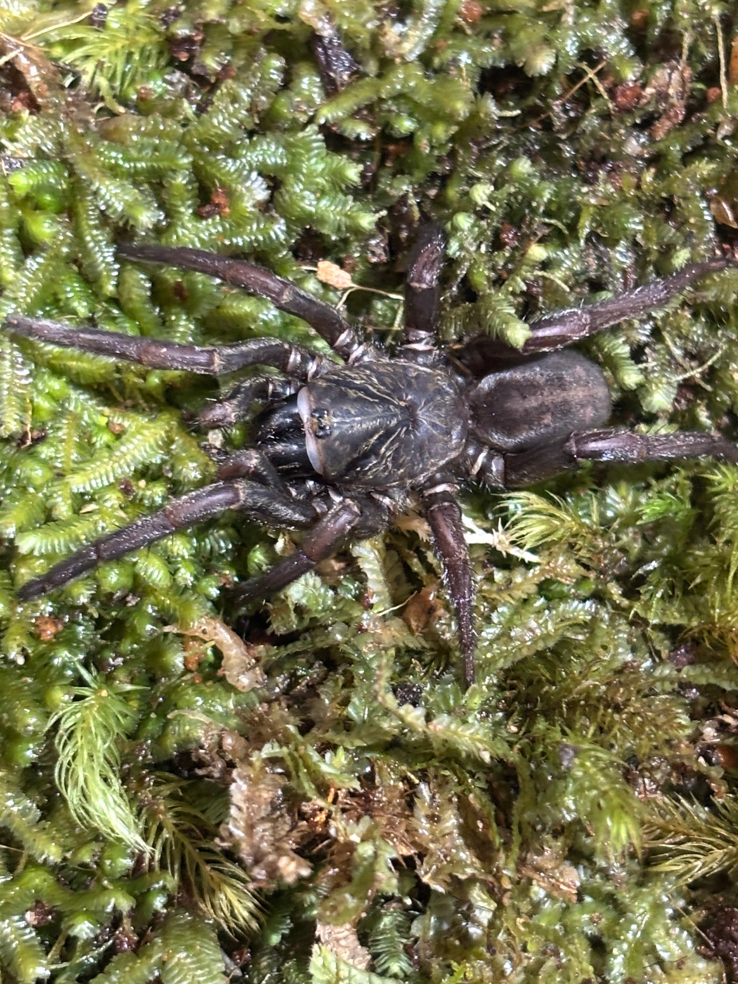 Arbanitis sp Mt tambourine.