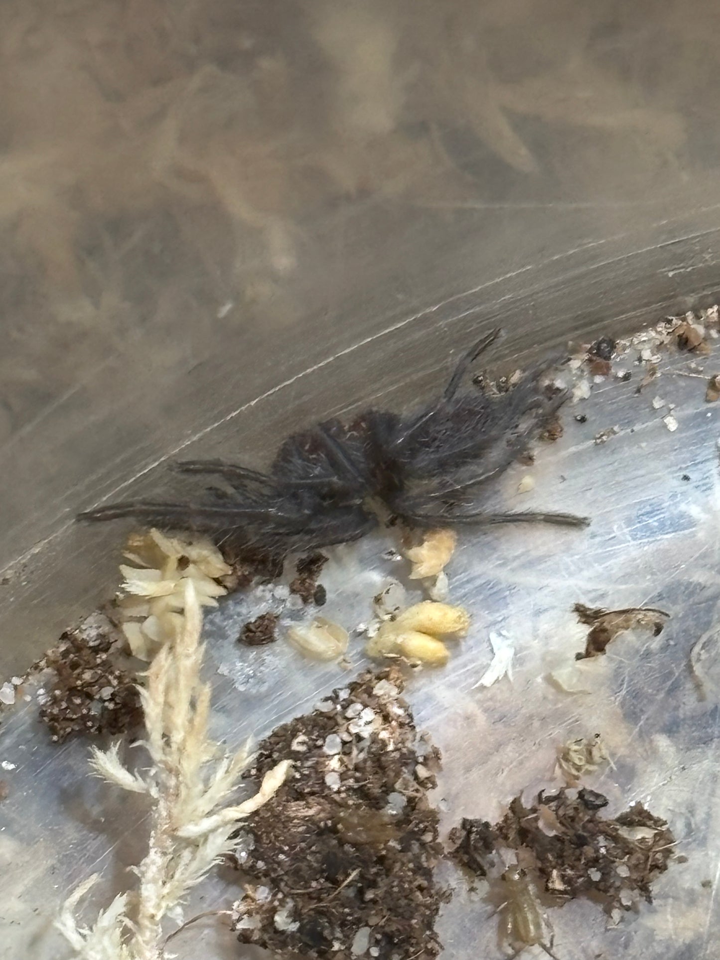 Phlogius ghosts small 2nd instar sling.