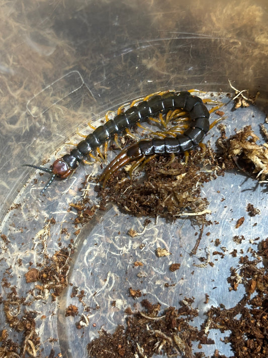 Cormocephalus westwoodi.