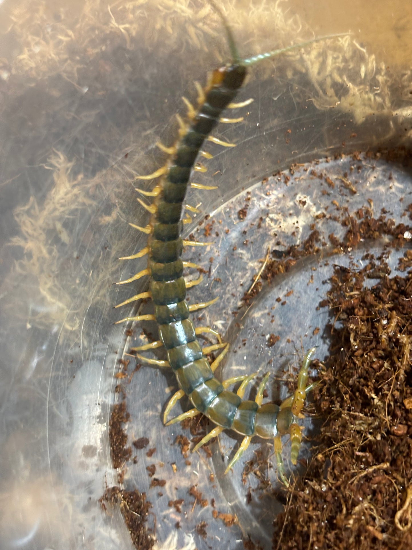 Ethmostigmus rubripes SA local.