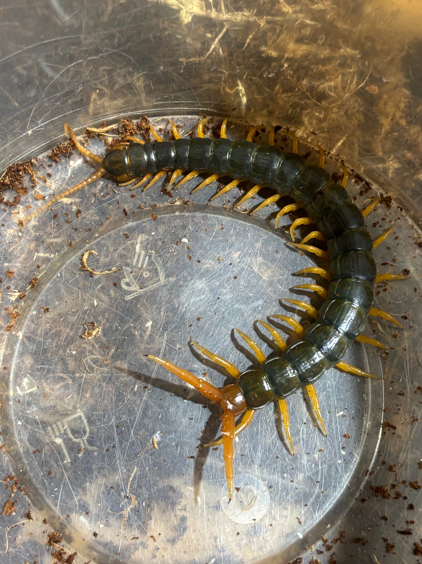 Ethmostigmus rubripes carmila green form .