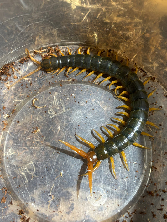 Ethmostigmus rubripes carmila green form .