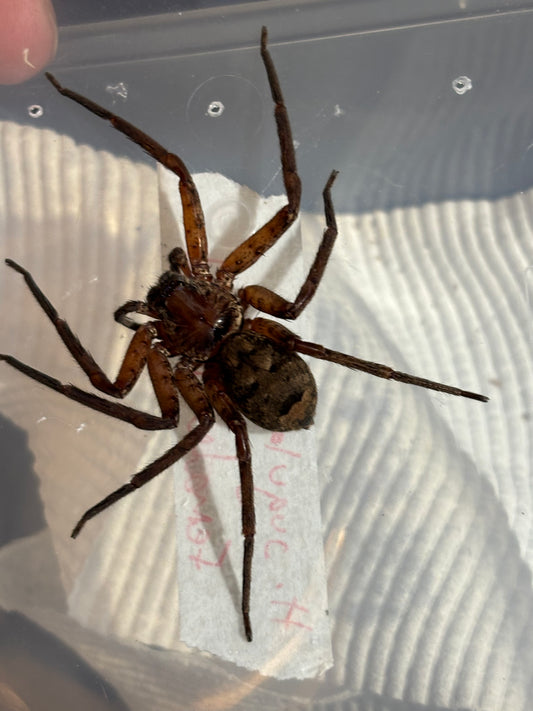 Heteropoda jugulans.