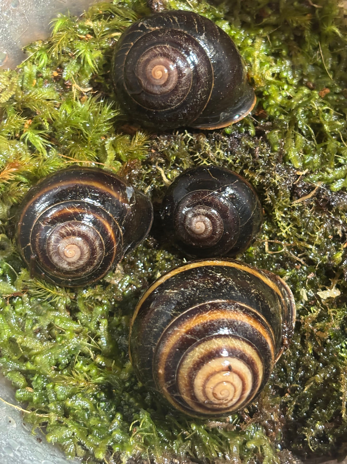 Mixed sized juvenile banded snail from Mackay area adult in the bottom of the photo just for show.