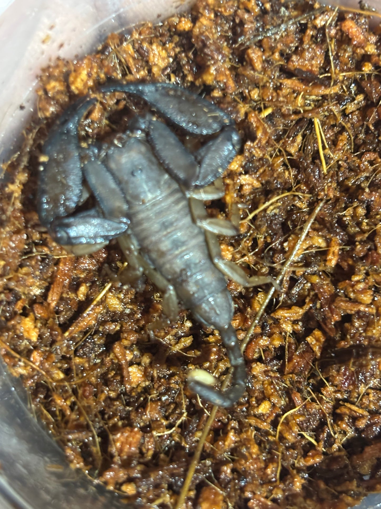 Rainforest scorpion male crediton local.