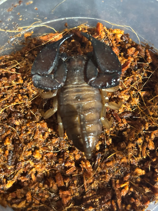 Rainforest scorpion female crediton local.