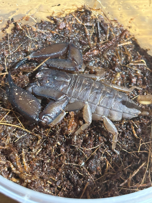 Rainforest scorpion male cairns local.