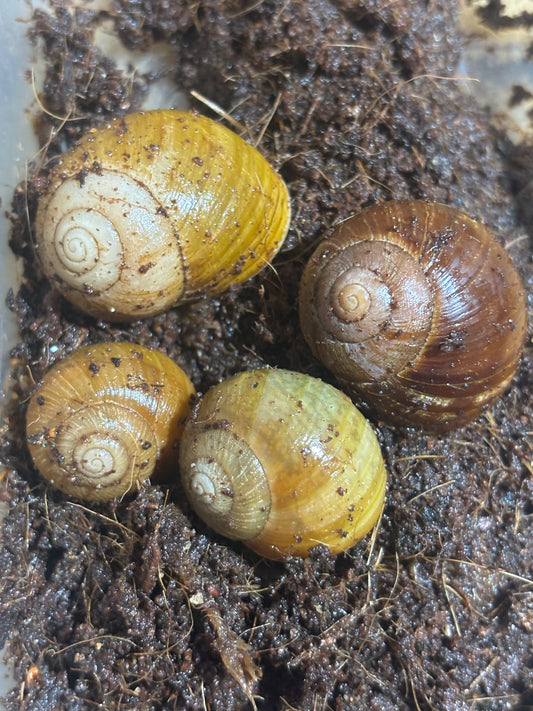 Juvenile Mellon snail.