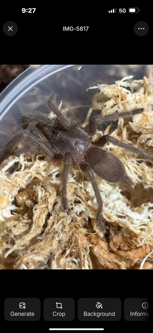 Tarantula pack with a 40mm leg span Phlogius quinakin/ max a coffin shaped enclosure a 250ml spray bottle a 15cm feeding tongues plus enough coco as substrate for the enclosure and some sphagnum moss this pack has a saving of $13.50.